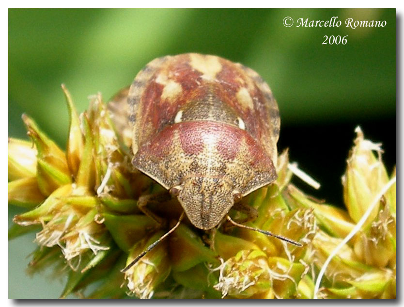 Eterottero Scutelleridae per Paride: Eurygaster testudinaria